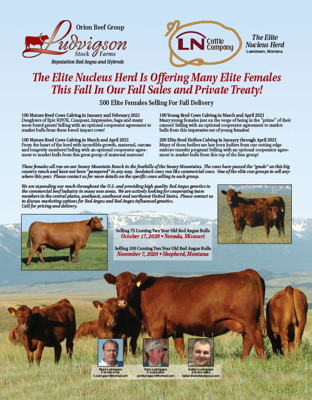 Ludvig Stock Farms Red Angus Spring Sale