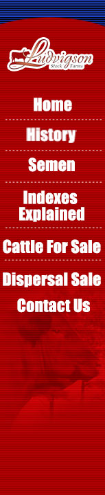 Ludvigson Stock Farms - Red Angus Cattle