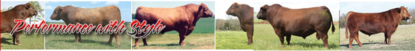 Ludvigson Stock Farms - Red Angus Cattle